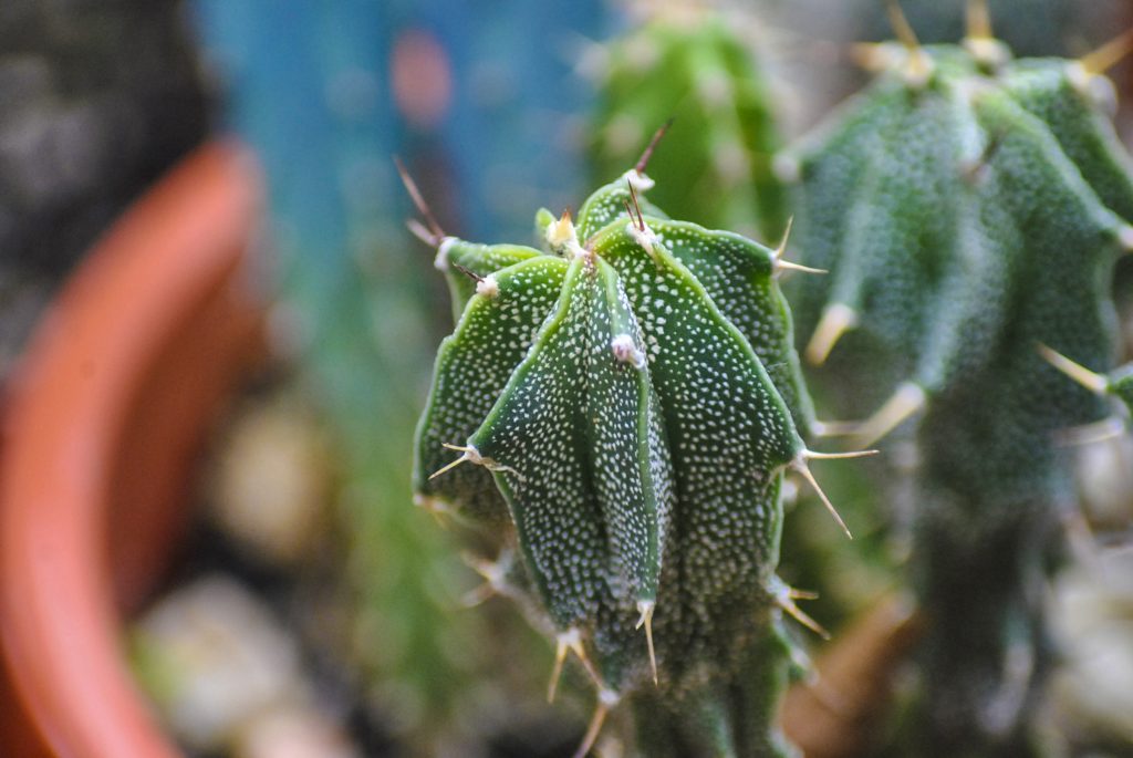 Plante sere gradina botanica cactus