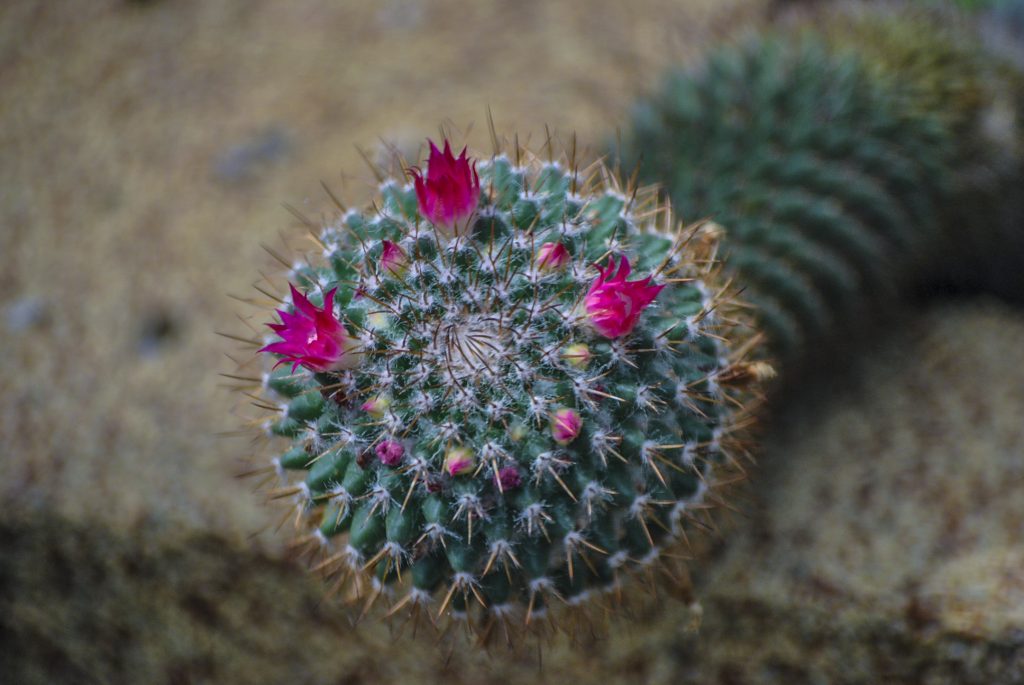 Plante sere gradina botanica cactus inflorit