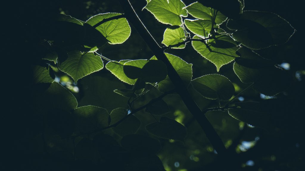 frunze de tei in lumina de vara gradina botanica bucuresti